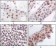 PRAK Primary Antibody MP20147 [M7H10B4]