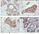 Cytokeratin 19 Primary Antibody MP20283 [M9H8G6]