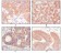 Cytokeratin(Pan) Primary Antibody MP20335 [M7H8]
