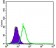 KEAP1 Primary Antibody MP30431 [M1F10B6]