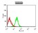 CD42B Primary Antibody MP31456  [M6H6B11]