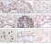 Human P16 Primary Antibody MP20137 [M5A8A4; 3G8D12]