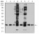 RALB Primary Antibody MP31120 [M7F8B4]