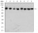 NAGR1 Primary Antibody MP31503 [M5G6C11]