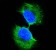 GSTP1 Primary Antibody MP20099 [M3F2C2]
