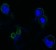 FGFR4 Primary Antibody MP20328 [M7H1]