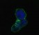 LCN1 Primary Antibody MP20329 [M10B10]