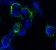 EPHB4 Primary Antibody MP20334 [M5B5]