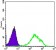 DAXX Primary Antibody MP20389 [M7A11]