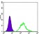 MATK Primary Antibody MP20390 [M9D7]