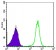 CBX1 Primary Antibody MP20425 [M5A3]