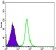 SMC1 Primary Antibody MP20426 [M5B6]