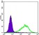 Rab25 Primary Antibody MP20430 [M3F12]
