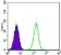 TCF3 Primary Antibody MP30012 [M6B8]
