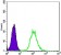 CK7 Primary Antibody MP30013 [M5D12]