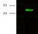 CD3E Primary Antibody MP30036R rabbit pAb