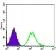 CDC2 Primary Antibody MP30040 [M8C5A7F10]
