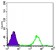 FAK (phospho Y397) Primary Antibody MXEP2160Y