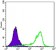 CRTC1 Primary Antibody MP30075 [M1B5]