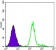 HK1 Primary Antibody MP30089 [M3A10]