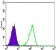 CARM1 Primary Antibody MP30153 [M3H2]