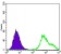 HSP27 Primary Antibody MP30213 [M5D7]
