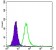 OTX2 Primary Antibody MP30217 [M1H12C4B5]