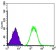 BLNK Primary Antibody MP30232 [M5G9]