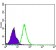 NFKB1 Primary Antibody MP30234 [M5D10D11]