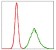 KCNQ1 Primary Antibody MP30297 [M5E12]