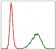 TUBA8 Primary Antibody MP30301 [M2D6]