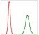 PPP2R4 Primary Antibody MP30308 [M4D9]