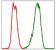PBK Primary Antibody MP30329 [M2C8]