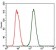 CRP Primary Antibody MP30335 [M1G1]