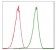 CDK2 Primary Antibody MP30341 [M1A6]