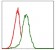 PDX1 Primary Antibody MP30342 [M5A5]