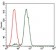 NCK1 Primary Antibody MP30362 [M5B7]