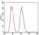 PRKACG Primary Antibody MP30366 [M2E4]
