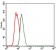 NKX2.2 Primary Antibody MP30367 [M3E4]