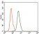 MAPK8 Primary Antibody MP30369 [M1E5]