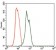RAB4A Primary Antibody MP30370 [M4E11]
