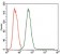 MELK Primary Antibody MP30374 [M2G2]