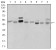 SHH Primary Antibody MP30375 [M5H4]