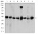 PPM1A Primary Antibody MP30376 [M7F12H6]