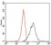 MAP2 Primary Antibody MP30377 [M5B7]