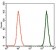 TGFb1 Primary Antibody MP30383 [M7F6]