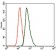 T Primary Antibody MP30385 [M6C12]