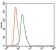 KRT13 Primary Antibody MP30391 [M3G4]