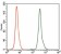 NR6A1 Primary Antibody MP30392 [M4G8]