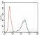 SRY Primary Antibody MP30397 [M1G4]
